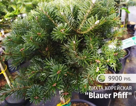 Blauer Pfiff